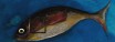 Vente tableaux - 038D19