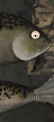 Vente tableaux - 038E19